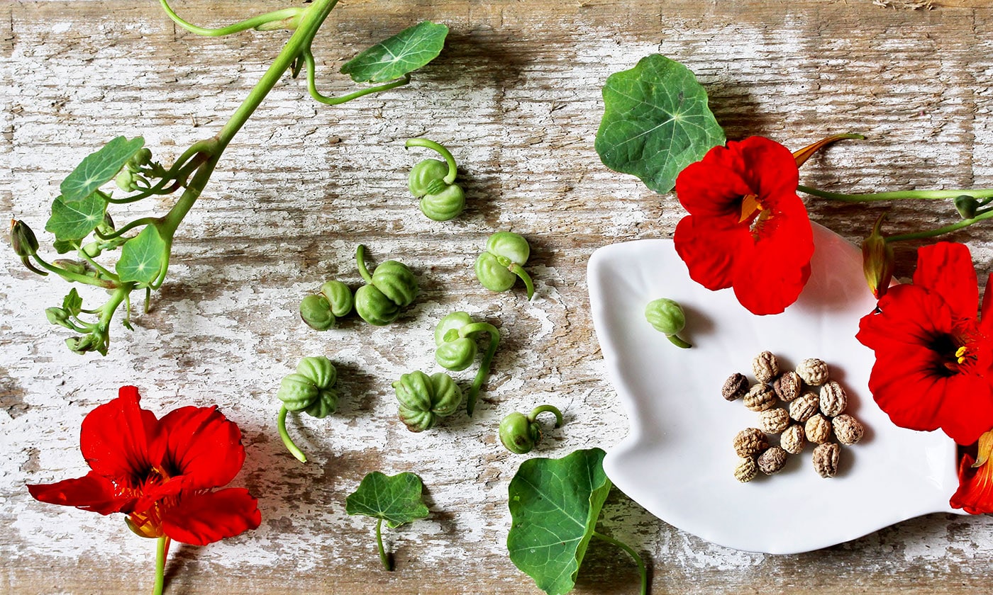 Nasturtiums are great flowers for young gardeners because their seeds are large and the flowers are able to grow in lots of types of soil.