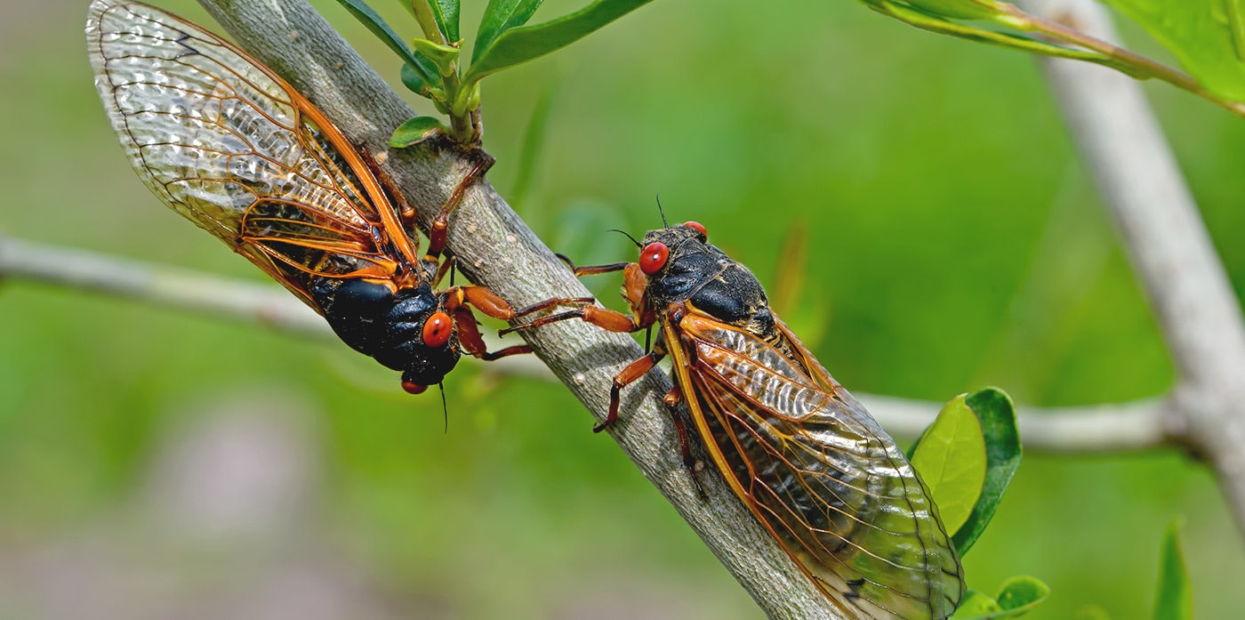 Cicadas can't harm humans, they don't bite or sting. However, females pose a risk to young trees and saplings by creating slits in branches to lay more eggs. Many species of tree aren't able to weather this process.