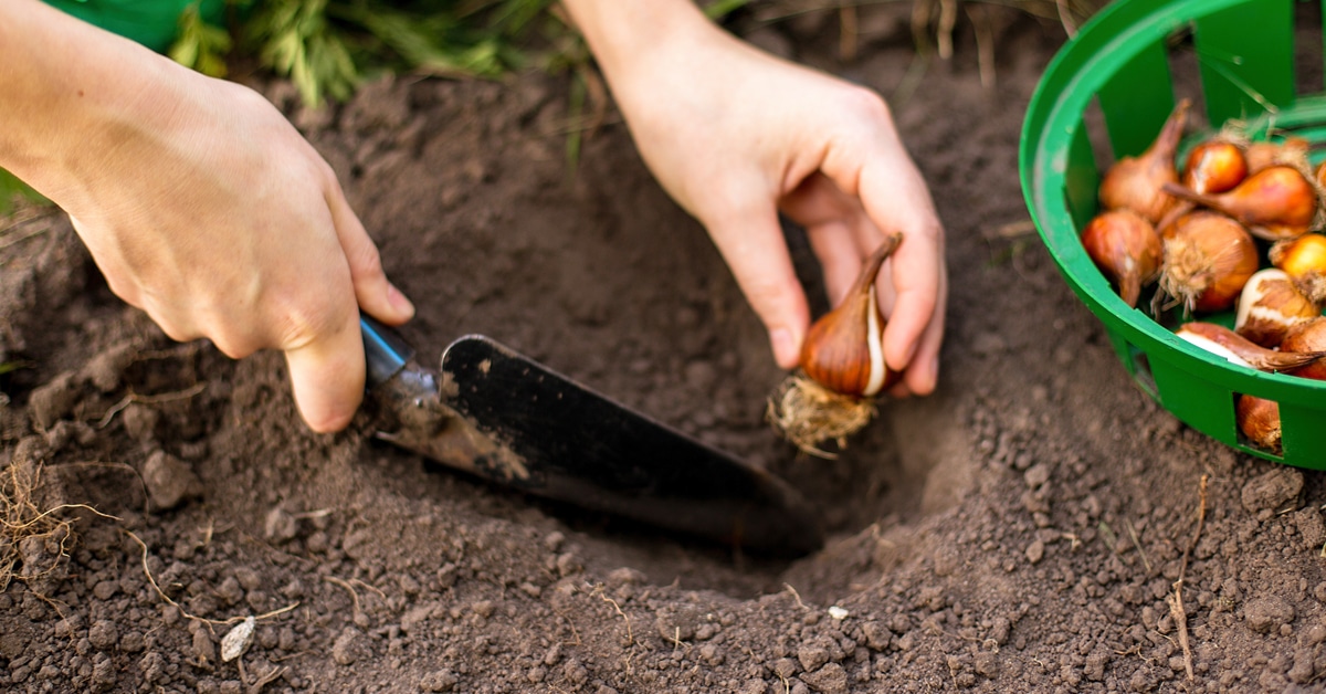 Best Time Plant Bulbs Fall